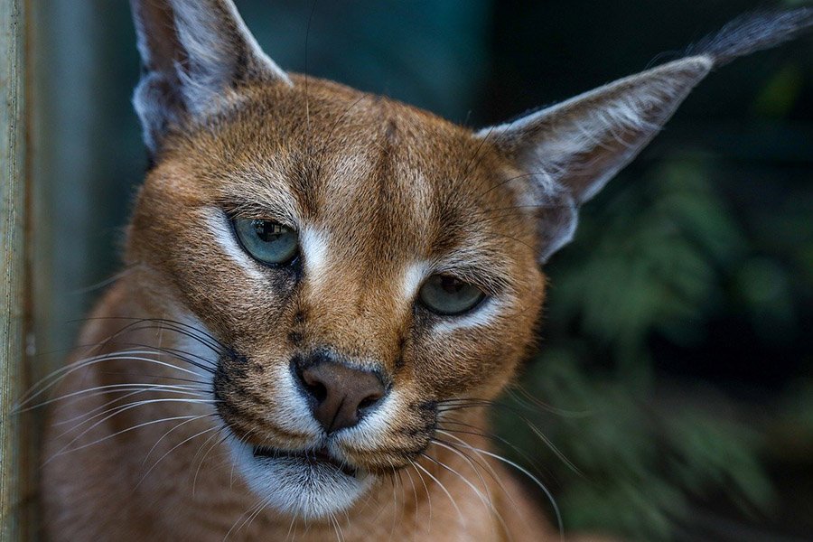 Caracal face close up