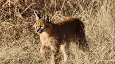 Caracal facts