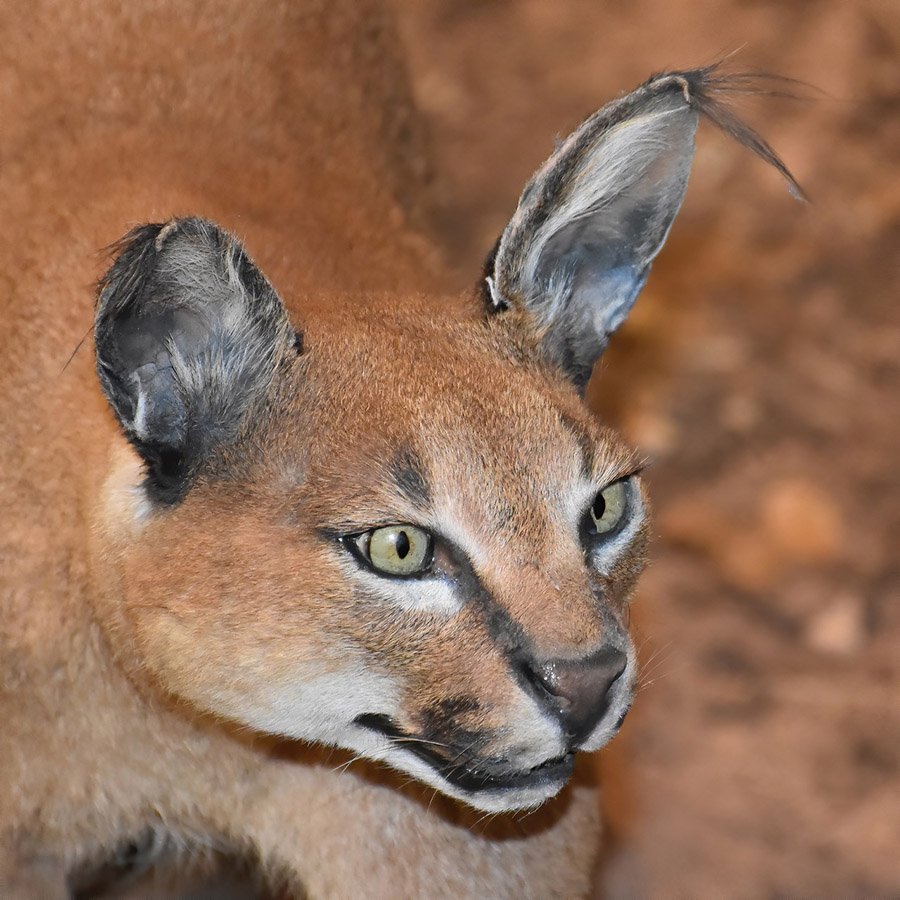 Caracal growling