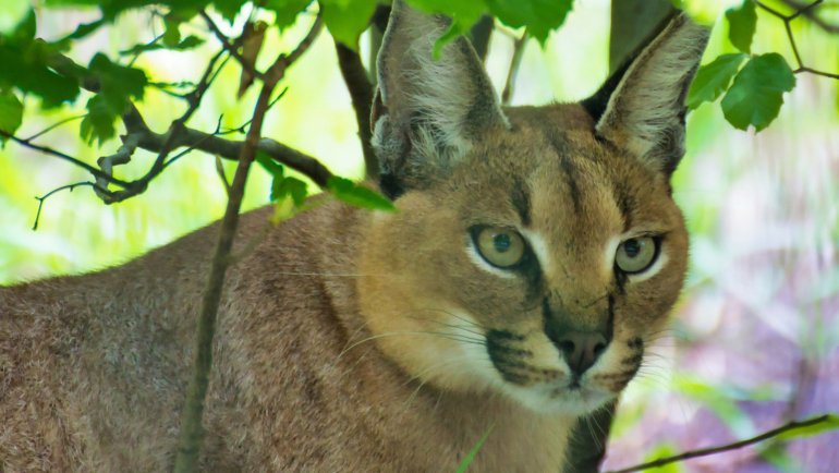 Caracal habitat - Hero