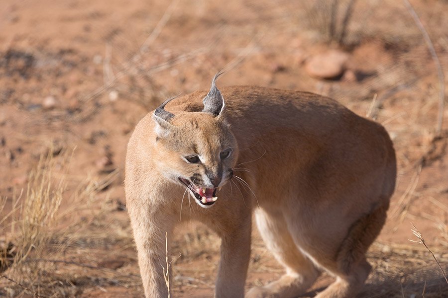 Caracal hissing in Namibia