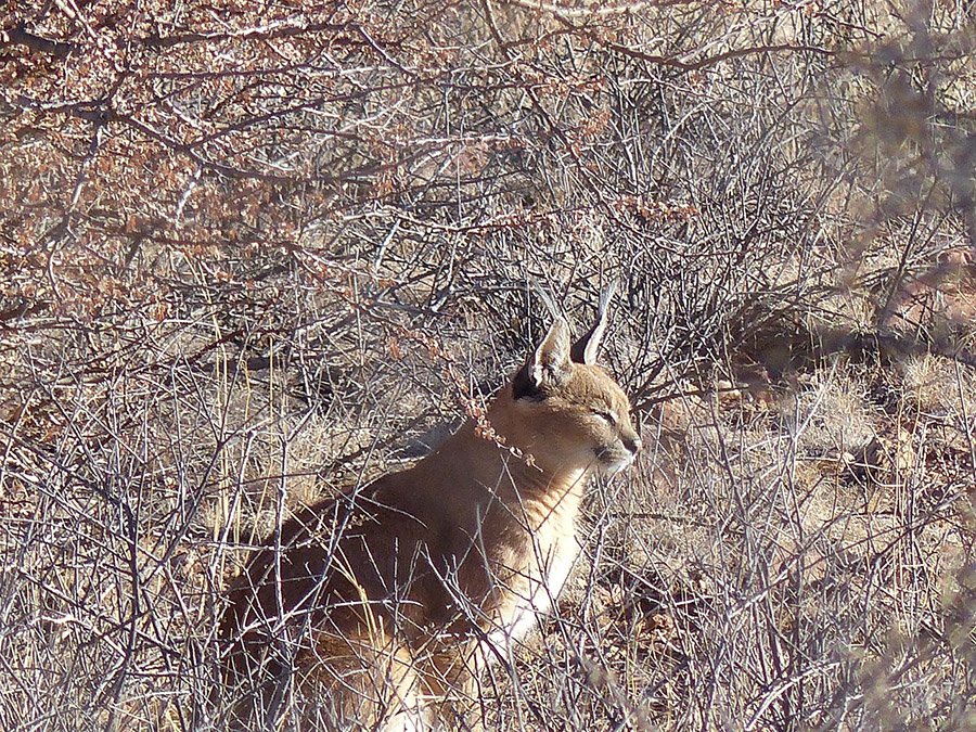 Caracal in dry bushes