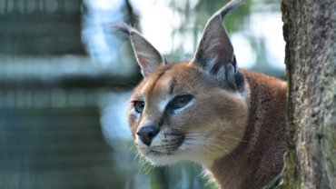 Caracal lifespan