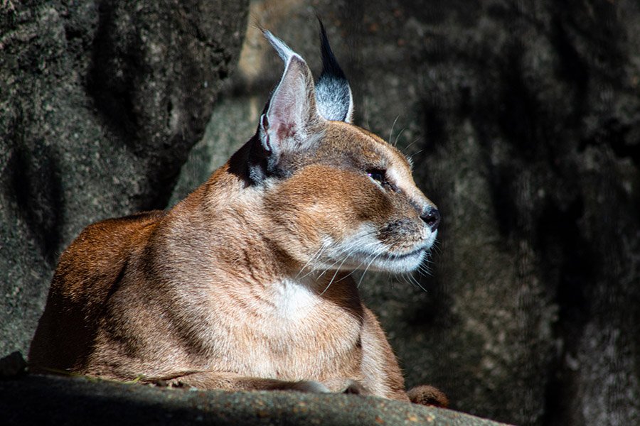 Caracal resting on a rock