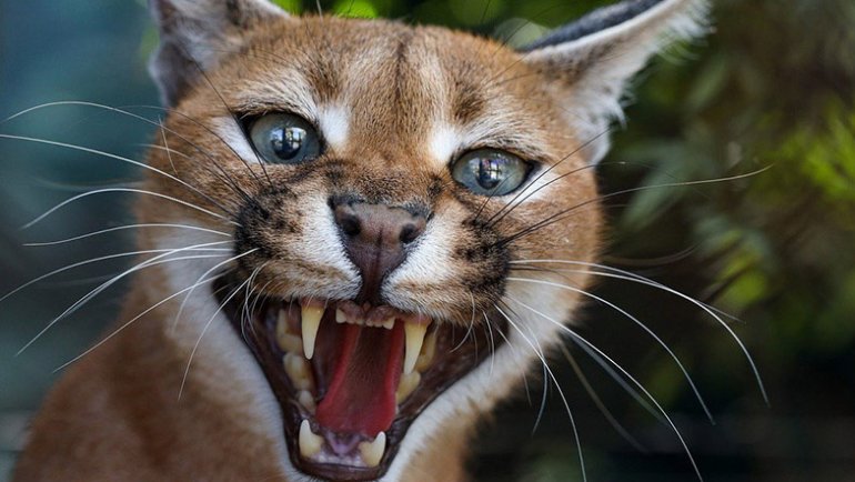 Caracal showing teeth