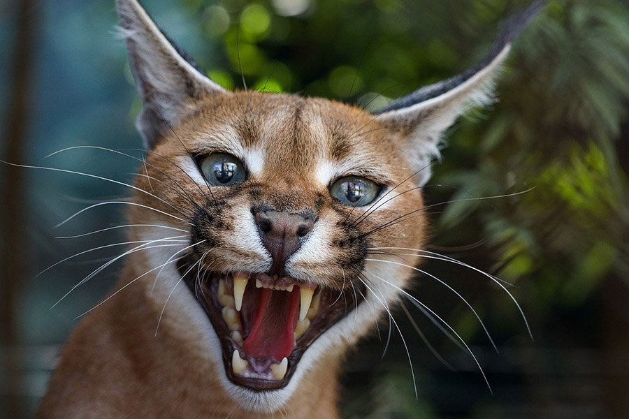 Caracal showing teeth