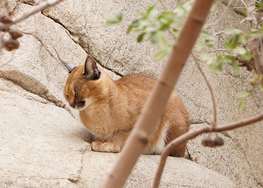 Caracal sleeping on rocks