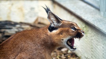 Caracal sounds and communication