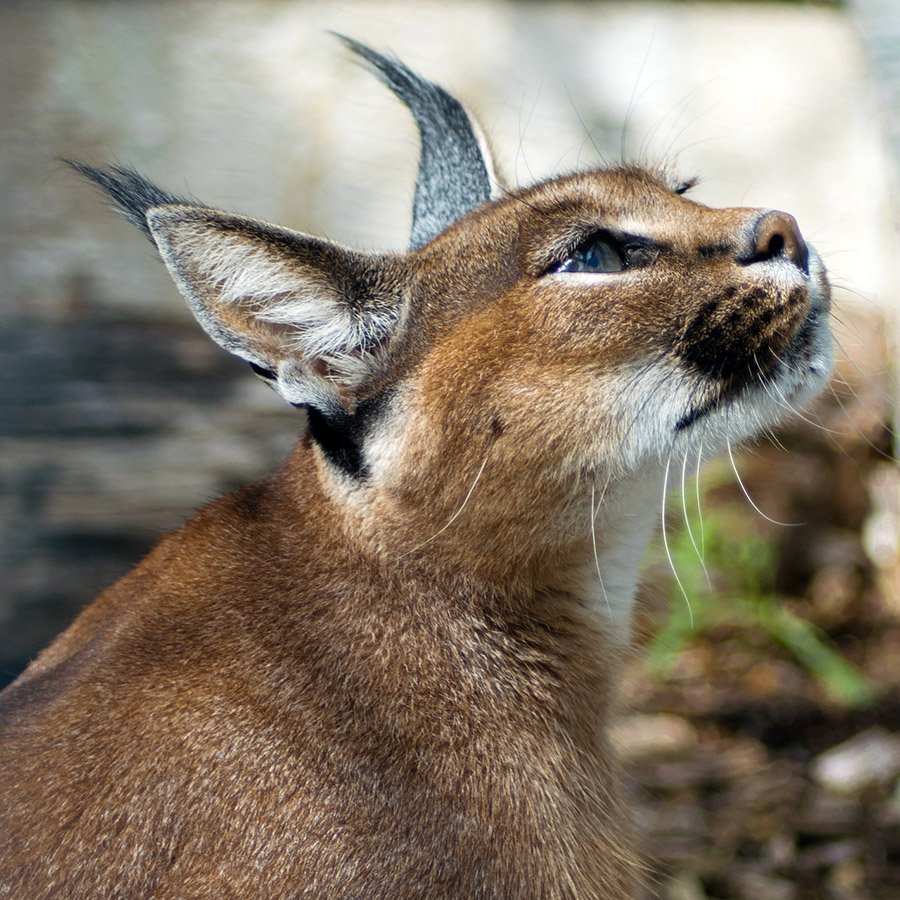 Caracal stalking prey