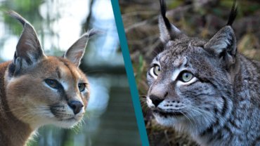 Caracal vs Bobcat