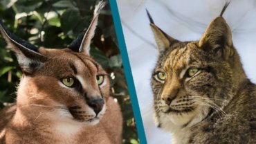 Caracal vs Lynx