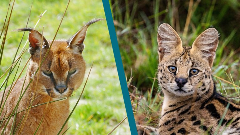 Caracal vs Serval