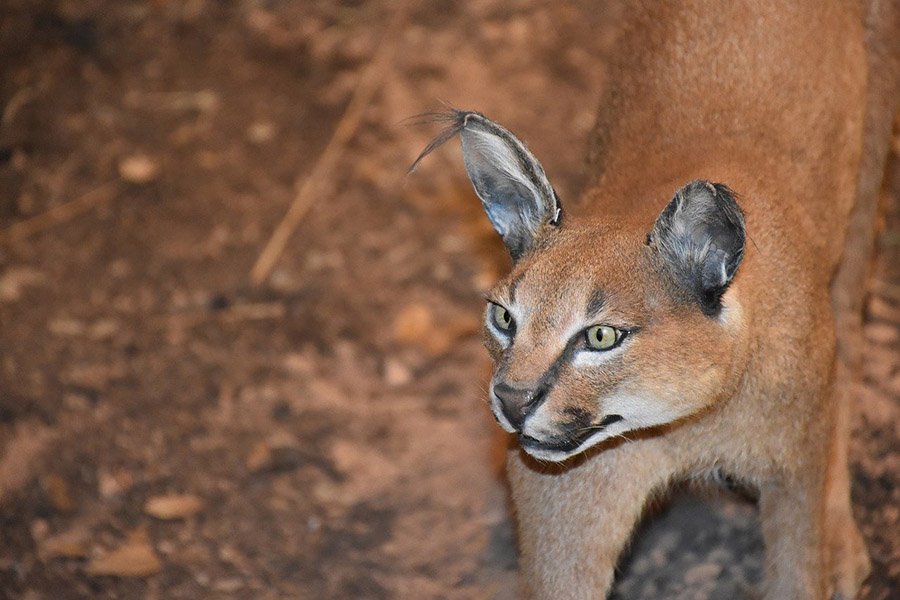 Caracal walking on dirt