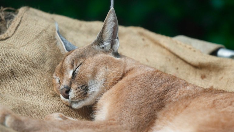 Caracals as pets - Hero