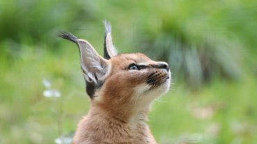 Caracals jumping - Hero