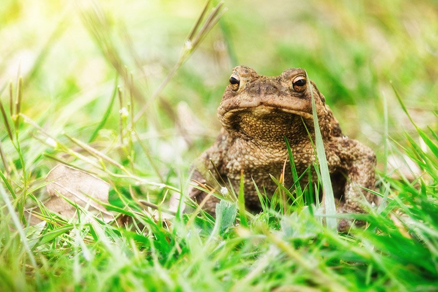 Common toad in the grass