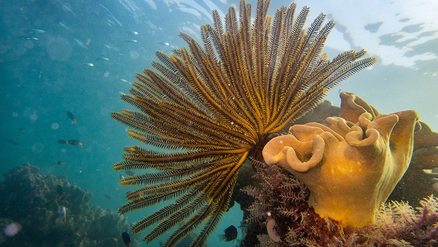 Crinoid