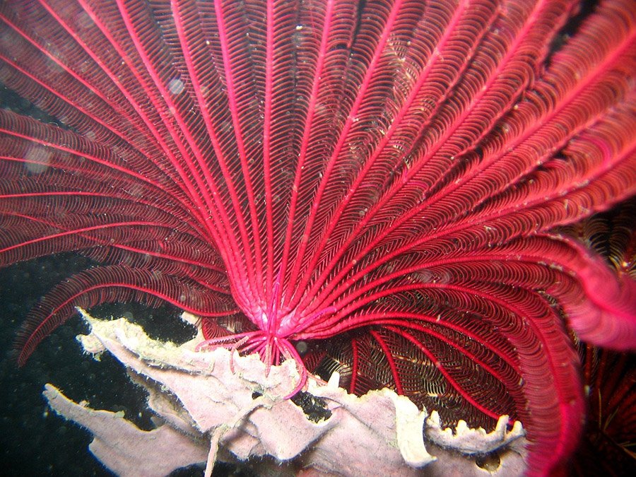 Crinoid