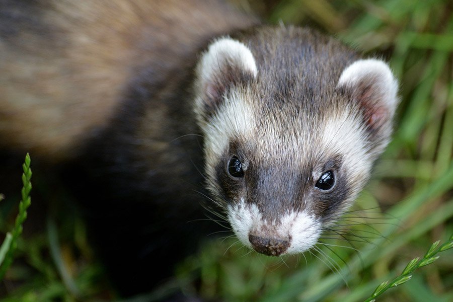 European polecat