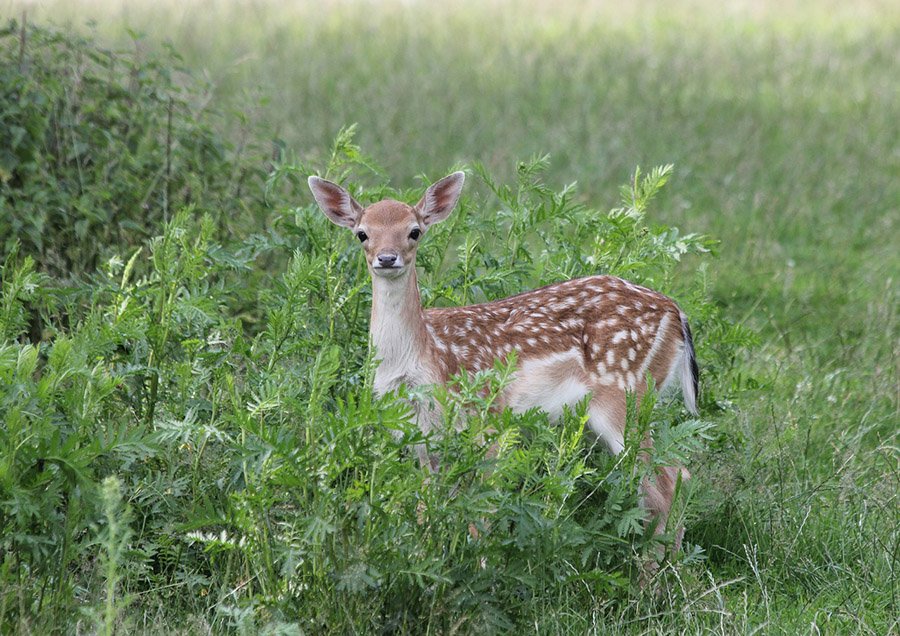 Fallow Deer