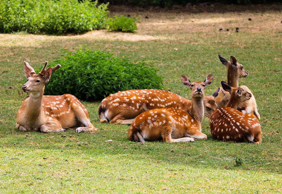 Fallow Deer