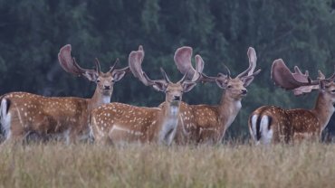 Fallow Deer fact sheet