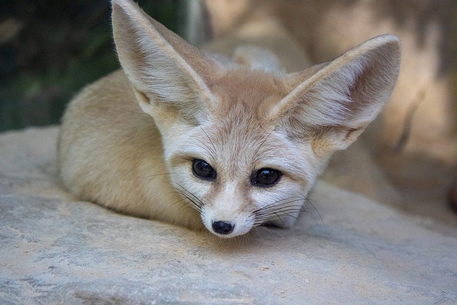 Fennec Fox