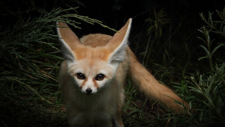 Fennec Fox fact sheet