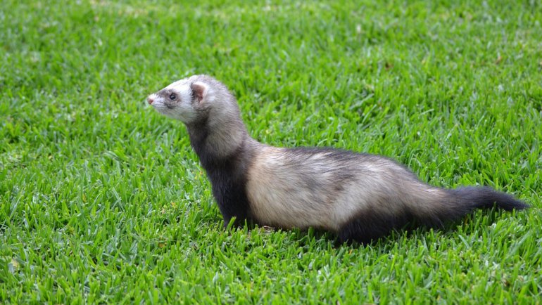 Ferret fact sheet