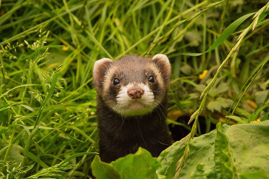 Ferret in the grass