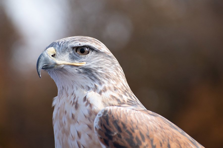 Ferruginous Hawk