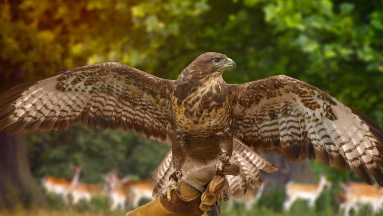 Ferruginous Hawk fact sheet