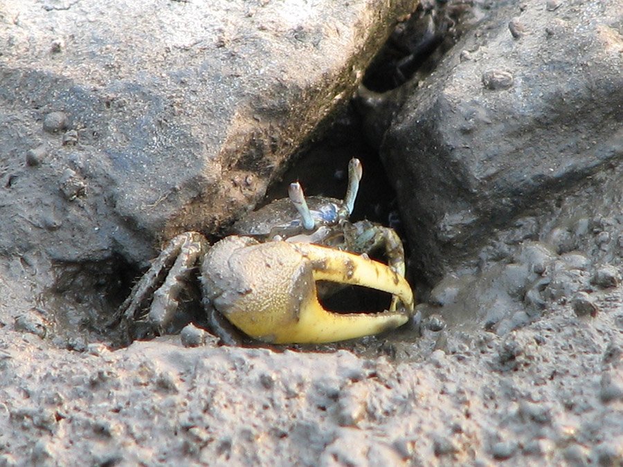 Fiddler Crab