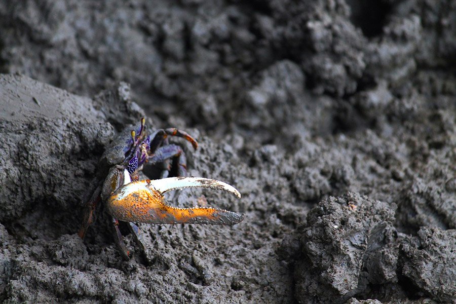 Fiddler Crab