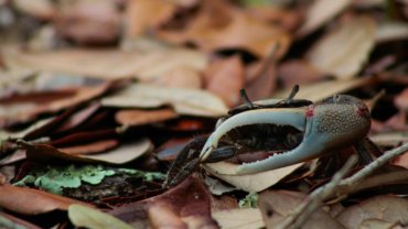 Fiddler Crab fact sheet