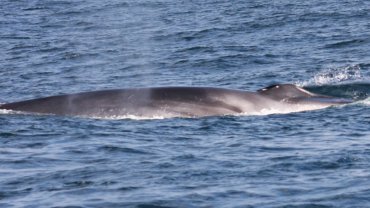 Fin Whale fact sheet