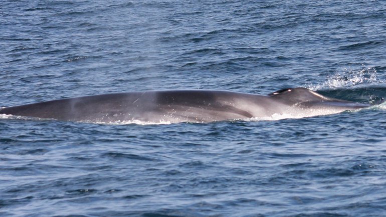 Fin Whale fact sheet