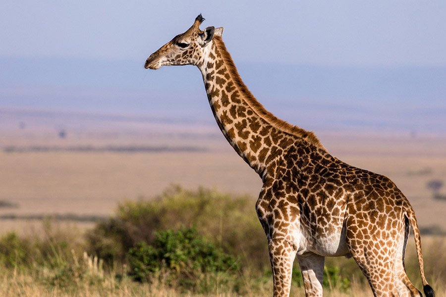 Giraffe-in-the-savanna