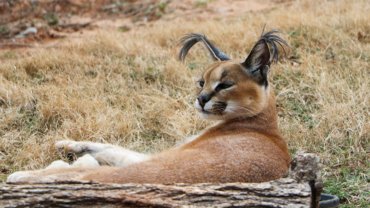 How many caracals are left in the world - Hero