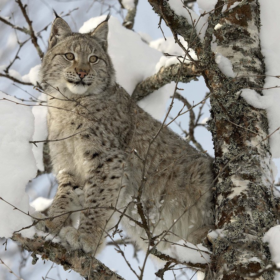 Lynx on a snowy branch