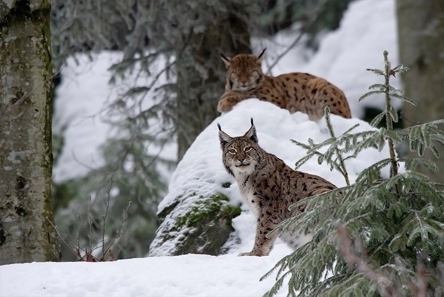 Lynxes in the snow