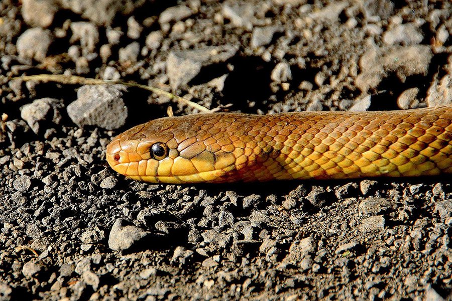 Orange snake close-up