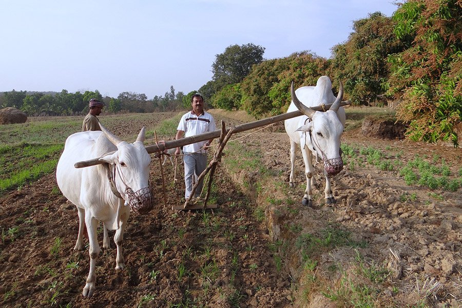 Oxen and farmer