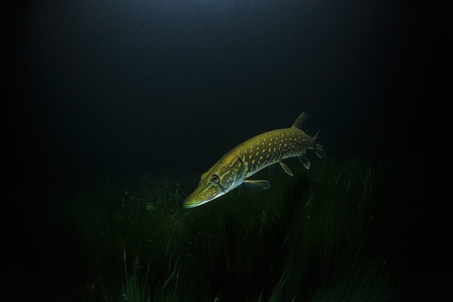 Pike in dark waters