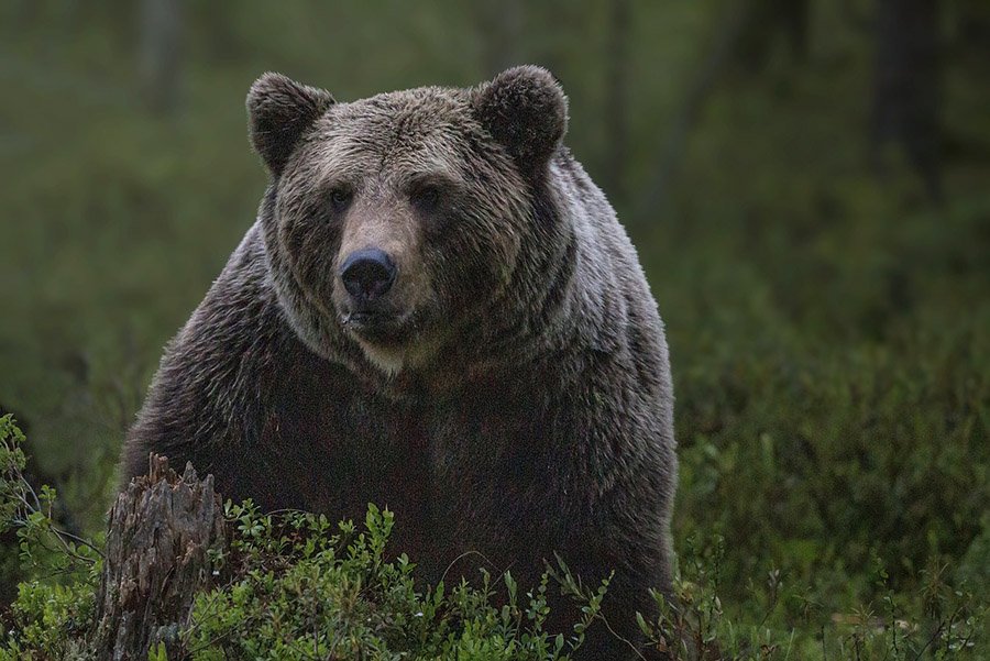 Portrait of a brown bear