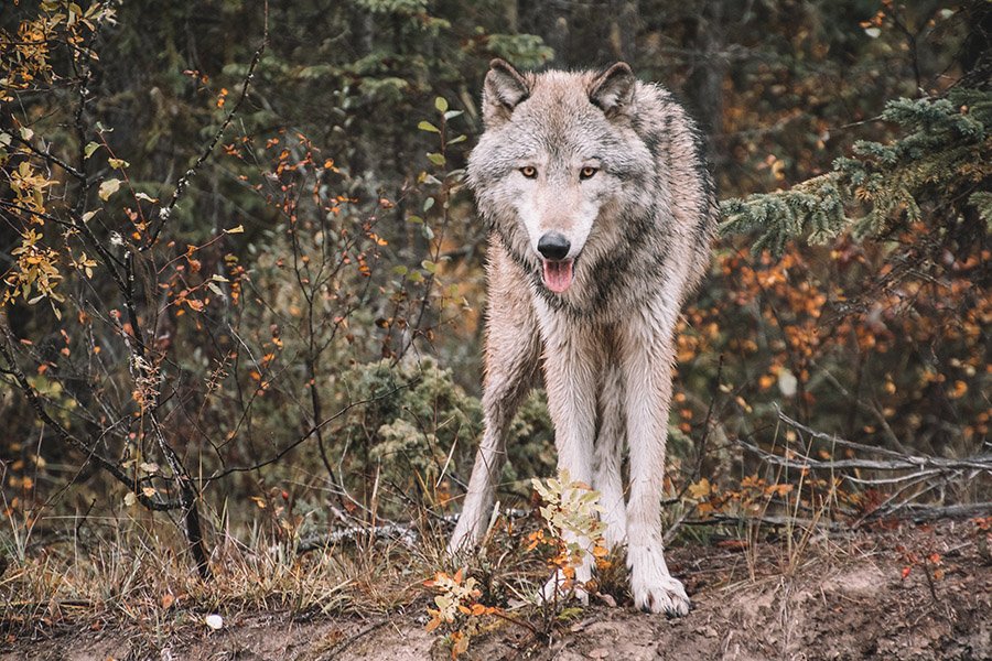 Portrait of a wolf in the forest