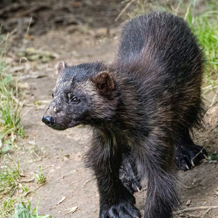 Portrait of a wolverine