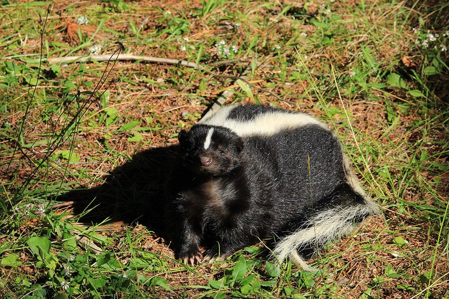 Skunk portrait