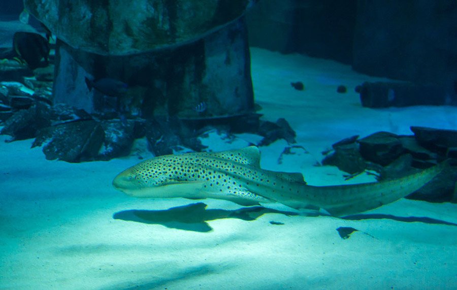 View of a zebra shark