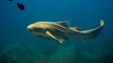 What do Zebra Sharks eat - Hero